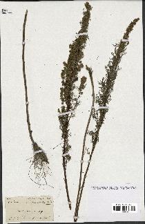 spécimen de Artemisia chamaemelifolia