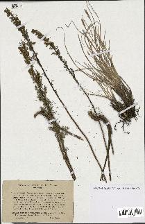 spécimen de Artemisia chamaemelifolia