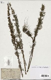 spécimen de Artemisia chamaemelifolia