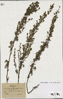 spécimen de Artemisia chamaemelifolia