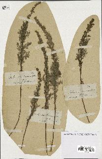 spécimen de Artemisia chamaemelifolia