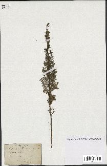 spécimen de Artemisia chamaemelifolia