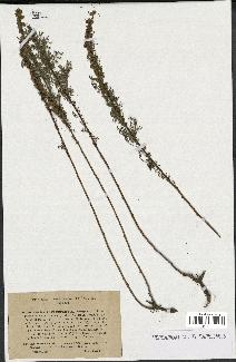 spécimen de Artemisia chamaemelifolia