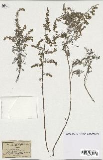 spécimen de Artemisia maritima