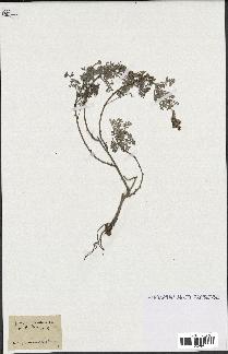 spécimen de Artemisia maritima