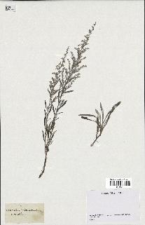 spécimen de Artemisia caerulescens