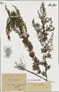 spécimen de Artemisia annua