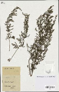 spécimen de Artemisia annua