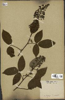 spécimen de Rubus sp.