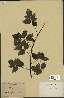 spécimen de Rubus pinnatus