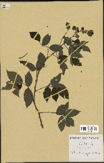 spécimen de Rubus pinnatus