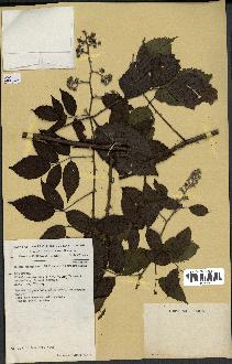 spécimen de Rubus pinnatus