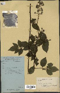 spécimen de Rubus pinnatus