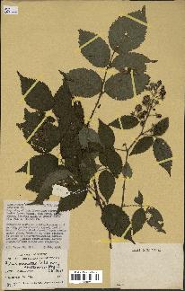 spécimen de Rubus pinnatus