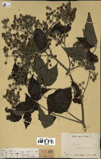 spécimen de Rubus pinnatus