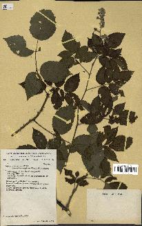 spécimen de Rubus pinnatus