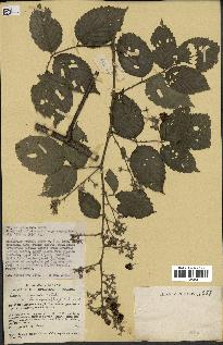 spécimen de Rubus pinnatus