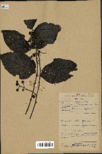 spécimen de Rubus pinnatus