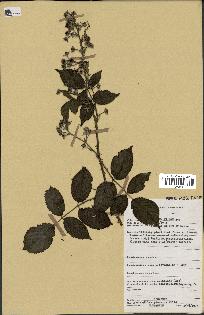 spécimen de Rubus pinnatus