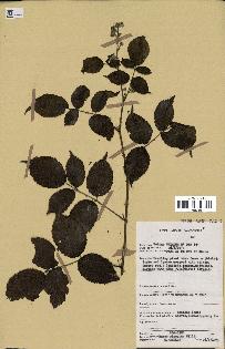 spécimen de Rubus pinnatus