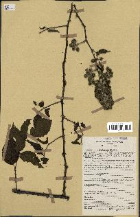 spécimen de Rubus pinnatus