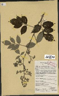 spécimen de Rubus pinnatus