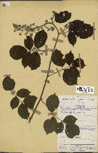 spécimen de Rubus pinnatus