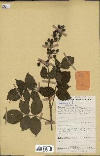 spécimen de Rubus pinnatus