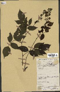 spécimen de Rubus pinnatus