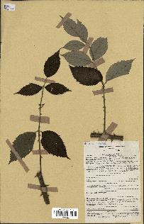 spécimen de Rubus pinnatus