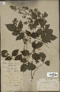 spécimen de Rubus pinnatus