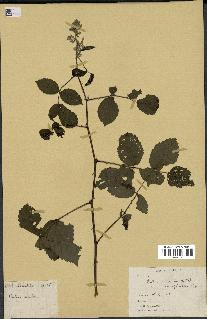 spécimen de Rubus pinnatus