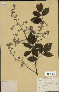 spécimen de Rubus pinnatus