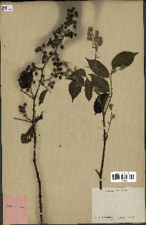 spécimen de Rubus pinnatus