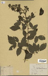 spécimen de Rubus pinnatus