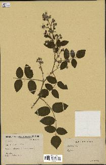 spécimen de Rubus sp.