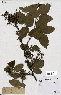 spécimen de Rubus sp.
