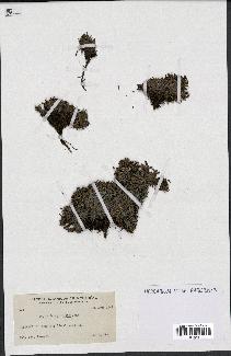 spécimen de Dryas integrifolia