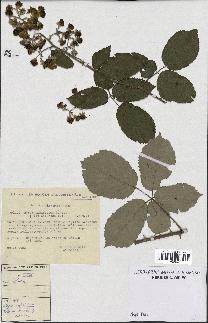 spécimen de Rubus ulmifolius