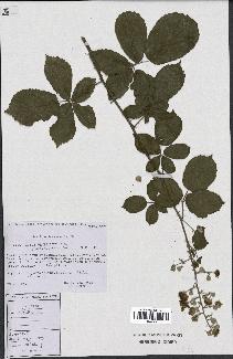 spécimen de Rubus ulmifolius