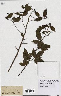spécimen de Rubus sp.