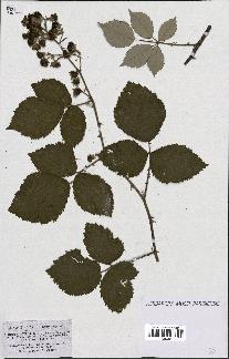 spécimen de Rubus robustus