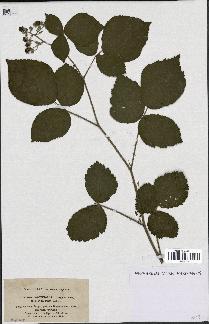 spécimen de Rubus corymbosus