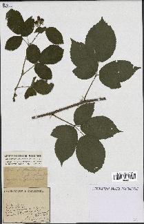 spécimen de Rubus glaucellus