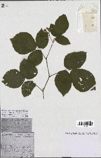 spécimen de Rubus glaucellus