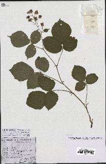 spécimen de Rubus sp.