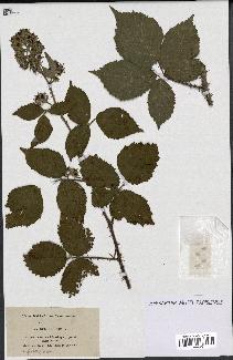 spécimen de Rubus idaeus