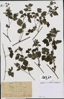 spécimen de Rubus ligerinus