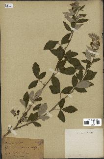 spécimen de Rubus sp.