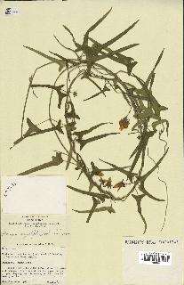 spécimen de Araujia angustifolia